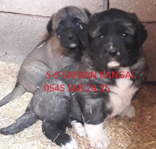   Satılık kangal 45 gunluk kara kafa s-9 yavru