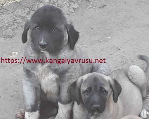 Satılık Kangal Yavrusu İstanbul Kangal köpek Çiftliği