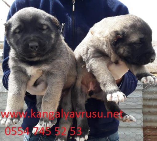  kangal köpek fiyatları 2019.ucuz kangal yavrusu,kangal yavrusu fiyatları ,çok uygun fiyata sahiplendirme.