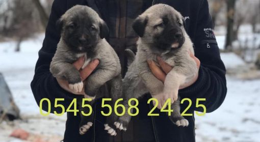  Satılık kangal yavrusu,İSTANBUL kangal köpek çiftliği,İZMİR kangal köpek çiftliği,bursa  karacabey tigem kangal köpek çiftliği,BALIKESİR kangal çiftliği,AZERBAYCAN kangal köpek çiftliği