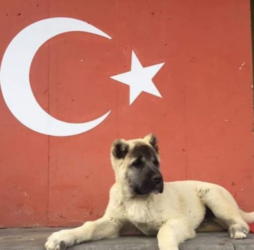  satılık kangal fiyatları/KÖPEK DÜNYASI