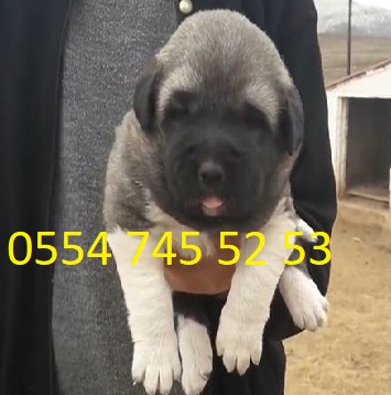 Satılık yavru köpek ve satılık kangal köpeği sahiplenmek için İzmir kangal  köpek çiftliği ege bölgesinde hizmet vermekteyiz.