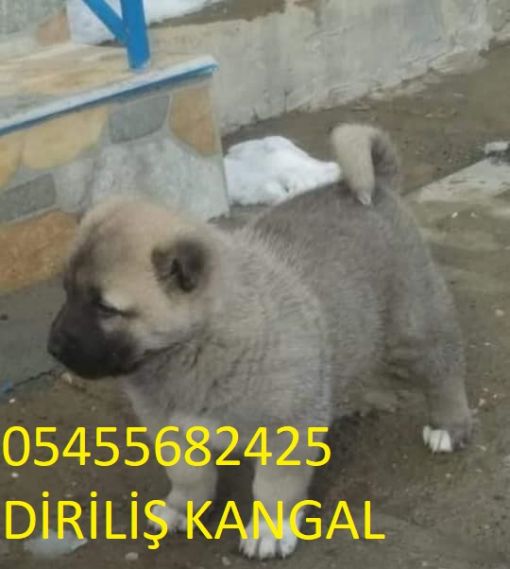 Satılık kangal çoban köpeği fiyatları satılık kangal çoban köpeği fiyatları Diriliş kangal çiftliği 2023 yılı kangal fiyatlarımız güncellendi.