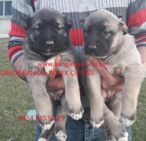  KANGAL YAVRU SATIŞLARI,LİSANSLI SECERELİ KANGAL SATIŞLARI,SİVASDAN NASIL KANGAL KÖPEĞİ SAHİPLENEBİLİRİM