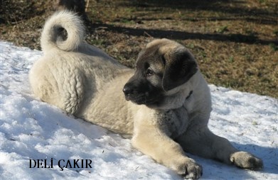 psikopat kangal yavrusu ÇAKIR