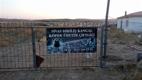 Sivas Altınyayla kangal çiftliği