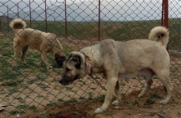 Çiftlikteki damızlık dişi kangallar