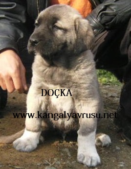 yavru köpek satışı 2017 kangal köpek fiyatları yavrusu