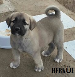 yavru kangal köpek satışı herkül 