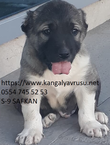 Kangal yavrusu fiyatları 2018 - Satılık kangal yavruları