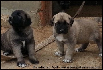 Saf kan kangal yavrusu üretimi satışı