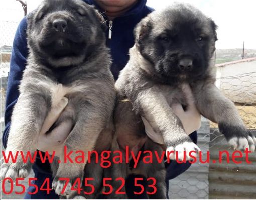  SATILIK KANGAL KÖPEKLERİ Satılık kangal köpekleri ilanları:Kangal yavrusu alırken ödeme şekliniz,bu işi kayıtsız olarak yapan kişiler merdivenaltı üreticiler si parayı gönderirken açıklama kısmına herhanği birşey yazamamanız için uyarılar çünkü vergi ödemedikleri ve yasal belgeleri olmadıkları için bu konuda gayriresmidirler.Oysaki sivas diriliş kangal köpek çiftliği olarak biz devlet kontrolunde çiftliğmiz ve size ilettiğimiz hesaplar şahsi degil çiftliğin ismini barındıran kurumsal hesaplardır.ve açıklama kısmına yaptıgınız ticareti rahatlıkla yazarak kendinizi güvende hissetmenin mutluluğunu yaşayabilirsiniz.