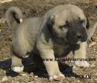 Kangal çiftliği yavru satışları