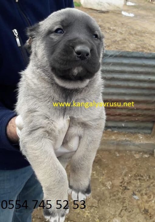 Kangal Ucretsiz Kopek Sahiplendirme