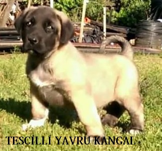 Ucuz kangal yavrusu,almak için diriliş kangal köpek çiftliğimizi ziyaret edebilirsiniz.2019 yeni yıl itibariyle ucuz kangal satışlarımız başlayacaktır.