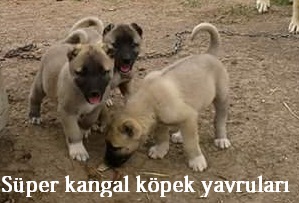 süper kalite kangal yavruları satılık