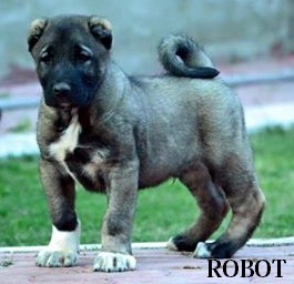 Robot Kangal Kopek Yavrusu