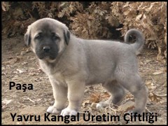 Satılık kangal yavrusu ilanları :DAYI