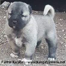 Kangal yavruları satılık:PANTER