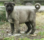 Kangal yavru ilanları satılık ücretsiz kangal:  Panter kangal yavrusu