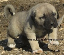 Kangal | Yavrusu | Kangal köpeği Sahiplendirme