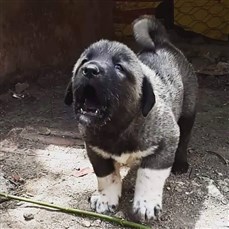 Kara kırçıl kangal yavrusu