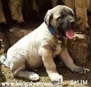 Satılık Kangal Çoban Köpeği Fiyatları |KÖPEK DÜNYASI