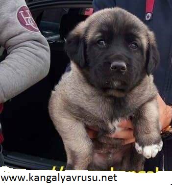 Yavru Köpek Fiyatları ve İlanları:ATEŞ