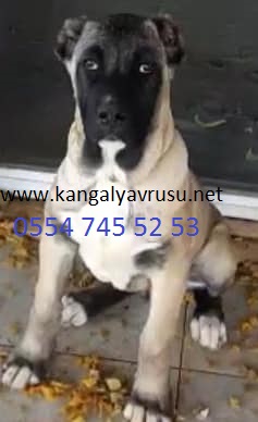 Kangal yavrusu - Docka