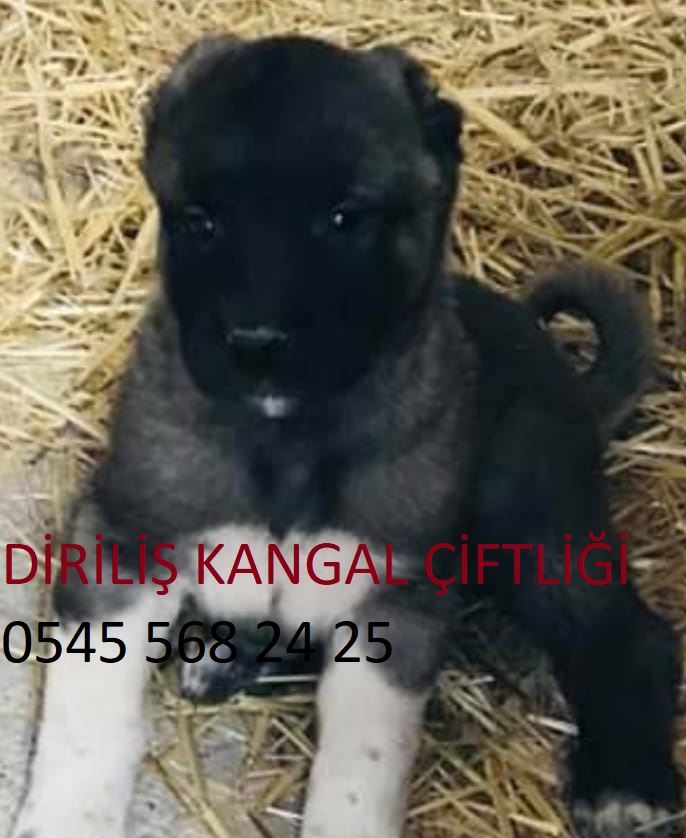 İstanbul kangal Köpek Çiftliği-Diriliş kangal Çiftliği